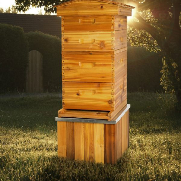 Cedar Hive